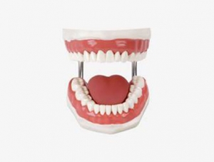 ZMJY/H-001 dental care model (28 teeth, magnified 5 times)