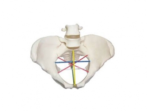 ZMJY/F-0008 Pelvic measurement teaching model