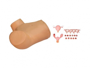 ZMJY/F-0012 Gynecological examination training model