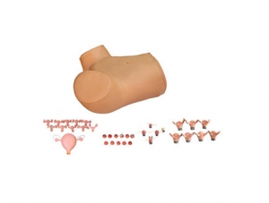 ZMJY/F-0013 Gynecological comprehensive examination training model