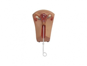 ZMJY/F-0026 Female IUD and Training Model