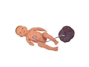 ZMJY/FT006H baby with umbilical cord model (with placenta, umbilical cord)