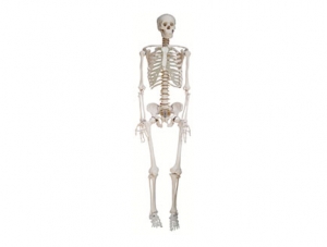 ZMJY/A0001 Whole Body Skeleton Model (Male)