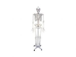 ZMJY/A0003 Full Body Skeleton Model (85cm)