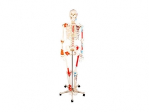 ZMJY/A0005 Human Skeletal Half Body Muscle Model