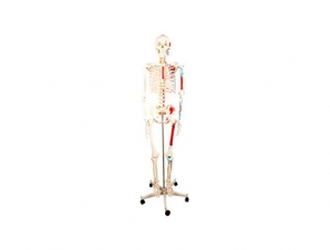 ZMJY/A0006 Full body skeleton with half body muscle model