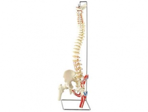 ZMJY/A1003 Spine, pelvis, femoral head attached muscle model