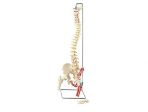 ZMJY/A1004 Spine, pelvis and femoral head half muscle model