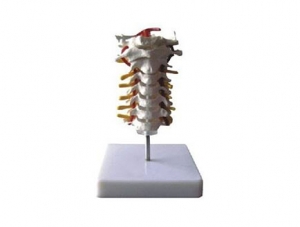 ZMJY/A1006 cervical spine model