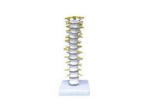 ZMJY/A1007 Thoracic spine model