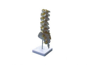 ZMJY/A1008 Lumbar vertebra model