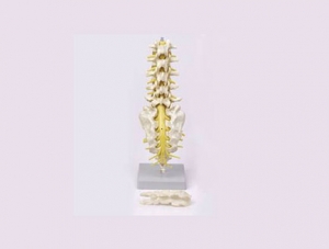 ZMJY/A1009 Lumbar spine, sacrum and spinal nerve