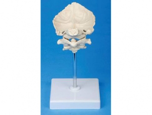 ZMJY/A1010 Occipital bone model