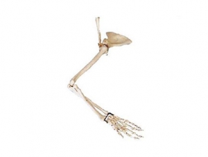 ZMJY/A1011 Arm, Scapula and Clavicle Model