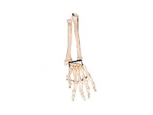 ZMJY/A1013 Arm bone with ulna and radius model