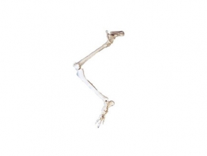 ZMJY/A1014 Lower limb bone with hip bone model
