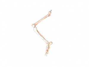 ZMJY/A1015 Lower limb bone model