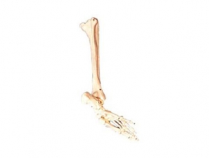 ZMJY/A1016 Foot bone, fibula and tibia model
