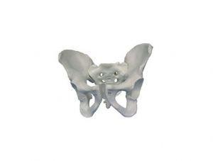 ZMJY/A1017 Male pelvis