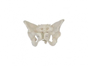 ZMJY/A1018 Female pelvis model