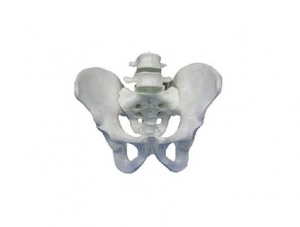 ZMJY/A1022 Pelvic belt two lumbar vertebrae model