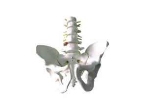 ZMJY/A1023 Five-section lumbar vertebrae model of pelvis belt
