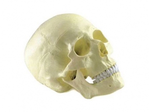 ZMJY/A2001 Skull Model