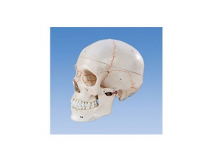 ZMJY/A2002 Skull Model