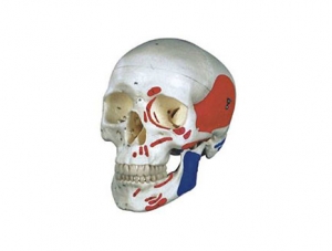 ZMJY/A2003 Coloring skull