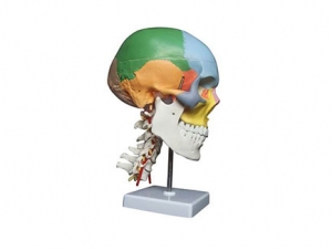 ZMJY/A2005 Coloring skull and cervical spine