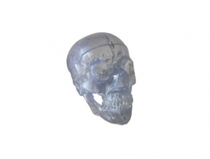ZMJY/A2006 Transparent skull model