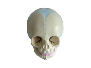 ZMJY/A2007 Baby Skull Model