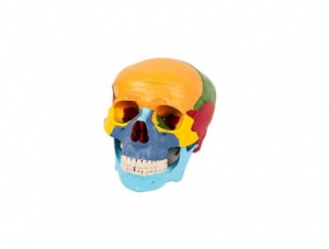 ZMJY/A2009 Separate skull model
