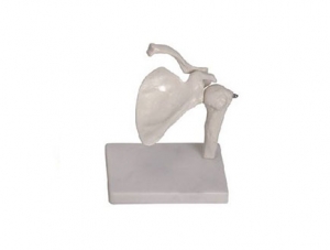 ZMJY/A3001 shoulder joint model