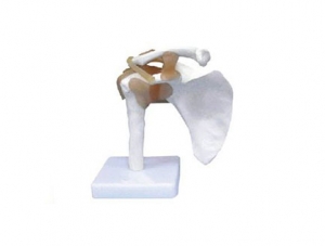 ZMJY/A3001A shoulder joint functional model (with ligaments)