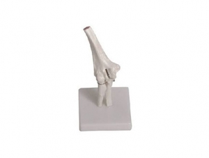 ZMJY/A3002 Elbow Joint Model