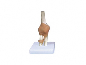 ZMJY/A3002A Elbow joint functional model (with ligaments)