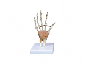 ZMJY/A3003A Hand joint functional model (with ligaments)