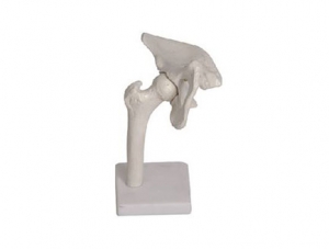 ZMJY/A3004 Hip Joint Model