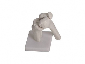 ZMJY/A3005 Knee joint model