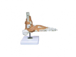 ZMJY/A3005A Knee joint functional model (with ligaments)