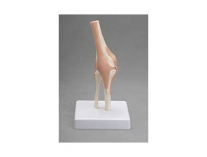 ZMJY/A3005B knee joint model