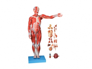 ZMJYA7001 Male and female interchangeable human muscle with internal organs model