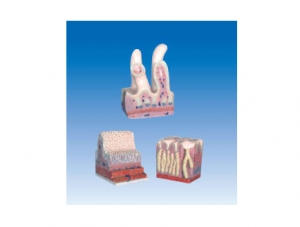 ZM6001 Digestive pipeline structure