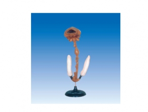 ZM6001-1 original digestive tract model