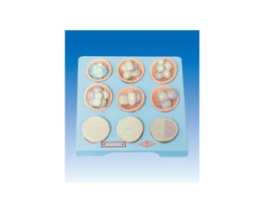 ZM6003-1 Cleavage