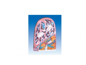 ZM6006 Spleen structure