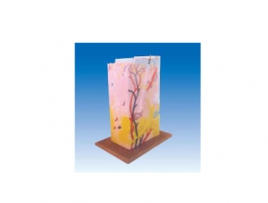 ZM6011 Skin Stereoscopic Structure