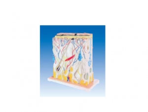 ZM6011-1 Skin three-dimensional structure