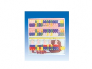 ZM6014 DNA structure and replication